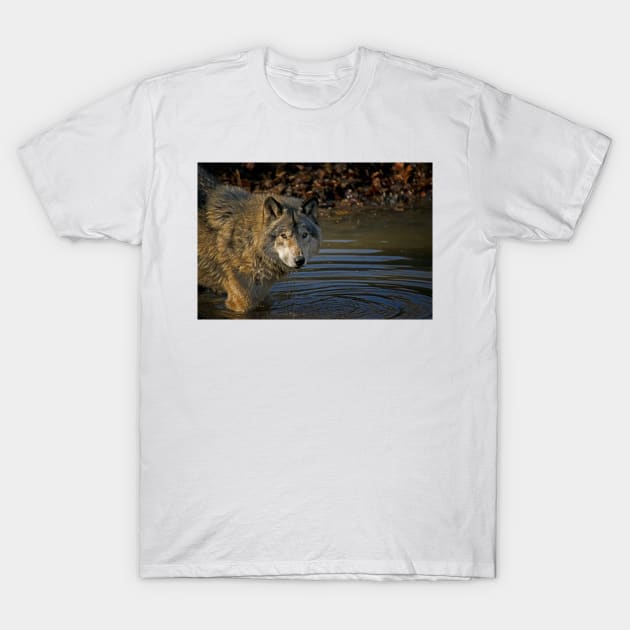 Timber Wolf T-Shirt by jaydee1400